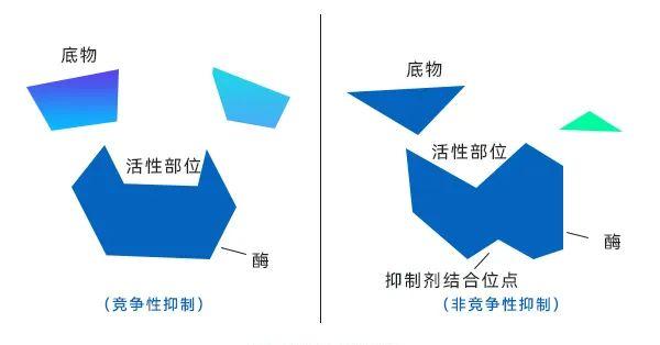 酶的反馈抑制