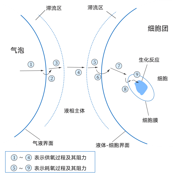 氧从气泡到细胞中传递过程示意图